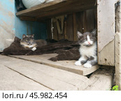 Кошка-мама с котенком. Стоковое фото, фотограф YuryKara / Фотобанк Лори