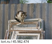 Бездомный кот в коттеджном поселке. Стоковое фото, фотограф YuryKara / Фотобанк Лори