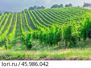 Fields of grapes in the summer, Tuscany (2014 год). Стоковое фото, фотограф Олег Жуков / Фотобанк Лори