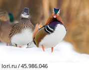 Утки мандаринки счастливая пара. Стоковое фото, фотограф Михаил Ездаков / Фотобанк Лори
