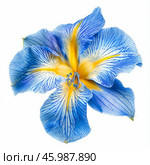 Blue and yellow daylily blooming showing petals and stamens. Стоковое AI-изображение, AI-художник Иван Рябоконь / Фотобанк Лори