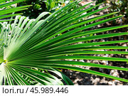 Trachycarpus Takil Palm Leaves Pattern with Lush Green Texture. Стоковое фото, фотограф Алексей Сорокин / Фотобанк Лори