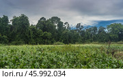 Thickets of water hyacinths, wildflowers, and lush green grass on the riverbank. Tropical rainforest trees against the blue sky and clouds in the distance. Malaysia. Borneo. Sandakan. Kinabatangan. Стоковое фото, фотограф Вера Ивановна Кубарева / Фотобанк Лори