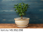 Succulent houseplant Crassula ovata in a pot on a blue wooden background. Стоковое фото, фотограф Андрей Никитин / Фотобанк Лори