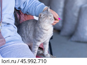 Женщина гладит кошку. Редакционное фото, фотограф Evgenia Shevardina / Фотобанк Лори