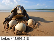 Northern river terrapin hatching eggs on a tropical beach. Стоковое AI-изображение, AI-художник Иван Рябоконь / Фотобанк Лори