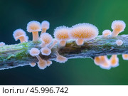 Slime mold sporulation on a branch in the forest, close-up. Стоковое AI-изображение, AI-художник Евгений Харитонов / Фотобанк Лори