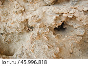 Известняковая глыба - ракушечник - крупным планом. Стоковое фото, фотограф Snezka / Фотобанк Лори