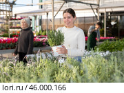 Woman choosing a pot with a lavender bush. Стоковое фото, фотограф Яков Филимонов / Фотобанк Лори