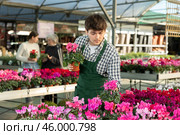 Male worker arranging pots with plants. Стоковое фото, фотограф Яков Филимонов / Фотобанк Лори