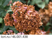 Autumn gardening. The gardener uses pruning shears. Pruning hydrangea bushes with pruning shears after flowering. Cottage and garden flower care. Стоковое фото, фотограф Photojuli / Фотобанк Лори