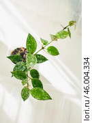 Young rooted cuttings of different varieties of hoya Lacunoza Eskimo in small pots, house flower, liana. Close up, selective focus. Стоковое фото, фотограф Ирина Буракова / Фотобанк Лори