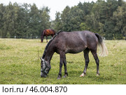 Beautiful natural landscape. Beautiful horses in the pasture. The horses are in the paddock. Livestock. Стоковое фото, фотограф Photojuli / Фотобанк Лори
