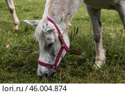 Beautiful natural landscape. Beautiful horses in the pasture. The horses are in the paddock. Livestock. Стоковое фото, фотограф Photojuli / Фотобанк Лори