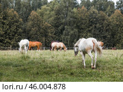 Beautiful natural landscape. Beautiful horses in the pasture. The horses are in the paddock. Livestock. Стоковое фото, фотограф Photojuli / Фотобанк Лори