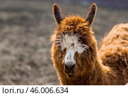 A picturesque scene, a brown llama in a pen. The concept of animal husbandry and rural life. Portrait of a smiling lama in the fresh air. Close-up. A pet on a private eco-farm. Agricultural industry. Стоковое фото, фотограф Photojuli / Фотобанк Лори