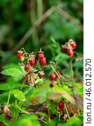 Южный Урал, земляника (Fragaria vesca) в траве. Southern Urals, strawberries (Fragaria vesca) in the grass. Стоковое фото, фотограф Евгений Романов / Фотобанк Лори