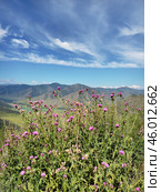 View on Altai valley from mountain pass Chike-Taman. Cirsium bushes are on foreground. Стоковое фото, фотограф Сергей Пристяжнюк (Serg Zastavkin) / Фотобанк Лори