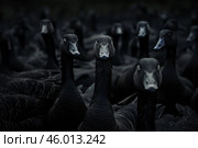 Brent geese flock staring with intense gaze in dark water. Стоковое AI-изображение, AI-художник Иван Рябоконь / Фотобанк Лори