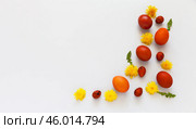 Beautiful Easter composition with yellow dandelion flowers and painted red Easter eggs on white background. Empty space for greeting text or holiday message. Flat lay, copy space, mockup, top view, blank. Стоковое фото, фотограф Виктория Катьянова / Фотобанк Лори
