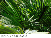 Trachycarpus Takil Palm Leaves Pattern with Lush Green Texture. Стоковое фото, фотограф Алексей Сорокин / Фотобанк Лори