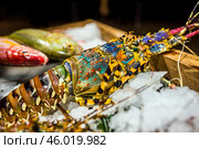 Свежий омар и рыба лежат на льду. Рыбный рынок на Шри-Ланке. Стоковое фото, фотограф Анна Ефимова / Фотобанк Лори