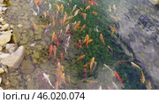 Большие красивые разноцветные карпы плавают в пруду. Big beautiful colorful carp swimming in the pond. Стоковое видео, видеограф Татьяна Д / Фотобанк Лори