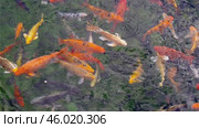 Большие красивые разноцветные карпы плавают в пруду. Big beautiful colorful carp swimming in the pond. Стоковое видео, видеограф Татьяна Д / Фотобанк Лори