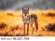 Coyote standing in sunset lit grassland habitat. Стоковое AI-изображение, AI-художник Иван Рябоконь / Фотобанк Лори