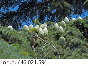 Красивые молодые жёлтые ёлочные шишки. Beautiful cones on a spruce branch. Стоковое фото, фотограф Татьяна Д / Фотобанк Лори