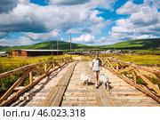 Девочка с козами на мосту, на окраине эвенского села Учугей, что в переводе означает - Добрый. ( Республика САХА, Якутия, Оймяконский район  ) (2010 год). Редакционное фото, фотограф Павел Просянов / Фотобанк Лори