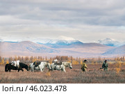 На охоре, в Якутии ( Республика САХА, Оймяконский район ) (2010 год). Редакционное фото, фотограф Павел Просянов / Фотобанк Лори