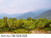 Сосна стланиковая или Кедро́вый стла́ник ( кустарник ). ( Pinus pumila (Pall.) Regel, 1859 ) Восточная Сибирь, Республика САХА, Оймяконский район. Стоковое фото, фотограф Павел Просянов / Фотобанк Лори