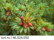 Кедровые шишки. Сосна стланиковая или Кедро́вый стла́ник. ( Pinus pumila (Pall.) Regel, 1859 ) Восточная Сибирь, Республика САХА, Оймяконский район. Стоковое фото, фотограф Павел Просянов / Фотобанк Лори