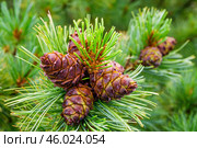 Кедровые шишки. Сосна стланиковая или Кедро́вый стла́ник. ( Pinus pumila (Pall.) Regel, 1859 ) Восточная Сибирь, Республика САХА, Оймяконский район. Стоковое фото, фотограф Павел Просянов / Фотобанк Лори