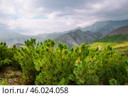 Сосна стланиковая или Кедро́вый стла́ник. ( Pinus pumila (Pall.) Regel, 1859 ) Восточная Сибирь, Республика САХА, Оймяконский район. Стоковое фото, фотограф Павел Просянов / Фотобанк Лори
