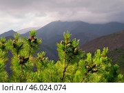 Сосна стланиковая или Кедро́вый стла́ник. ( Pinus pumila (Pall.) Regel, 1859 ) Восточная Сибирь, Республика САХА, Оймяконский район. Стоковое фото, фотограф Павел Просянов / Фотобанк Лори
