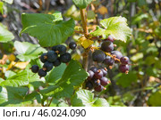 Дикая красная горная смородина ( каменушка ), растущая на камнях в горной местности Якутии. Ягода и ветви имеют на момент созревания смолянистый налет, что нисколько не ухудшает вкусовых качеств. Стоковое фото, фотограф Павел Просянов / Фотобанк Лори