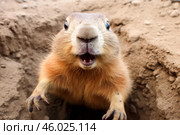Black tailed prairie dog emerging from its burrow. Стоковое AI-изображение, AI-художник Иван Рябоконь / Фотобанк Лори