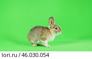 Domestic rabbit on green background. One Gray Brown Baby rabbit isolated on a green screen. Furry Little Easter bunny sniffs and looks on studio chroma key backdrop. Cute animal. Video projects 4K. Стоковое AI-видео, аниматор Марина Демидюк / Фотобанк Лори