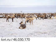 Стадо оленей. Этнография. Ямальская тундра. Стоковое фото, фотограф Катерина Романова / Фотобанк Лори