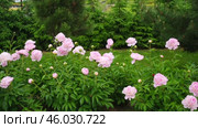 Pink peony growing, blurred leaves background. Gently fresh flower bush. Gardening, landscaping. Plant Nurse Ad. Backdrop for product promote. Flower shop. Green home garden. Landscape design. Path. Стоковое видео, видеограф Марина Демидюк / Фотобанк Лори