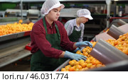 High angle view of group of people working in citrus processing factory. Female workers sorting tangerines on conveyor line, young man helper stacking boxes of selected fruits. Стоковое видео, видеограф Яков Филимонов / Фотобанк Лори