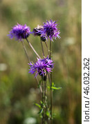 Южный Урал, цветущий василек шероховатый (Centaurea scabiosa) на лугу. Southern Urals, blooming greater knapweed (Centaurea scabiosa) in the meadow. Стоковое фото, фотограф Евгений Романов / Фотобанк Лори