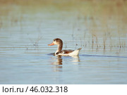 Молодая утка пеганка на воде в дикой природе, орнитология. Стоковое фото, фотограф Dia Wild / Фотобанк Лори
