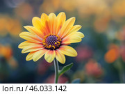 Yellow osteospermum flower blooming in garden with blurred background. Стоковое AI-изображение, AI-художник Иван Рябоконь / Фотобанк Лори
