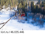 Гроздь калины на горе Байгурезь. Стоковое фото, фотограф Роман Иванов / Фотобанк Лори