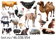 domestic animals collection. Стоковое фото, фотограф Яков Филимонов / Фотобанк Лори