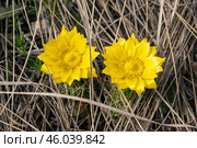 Южный Урал, Башкирия: цветущий адонис (Adonis vernalis) среди прошлогодней травы. Southern Urals, Bashkiria: blooming adonis (Adonis vernalis) among last year's grass. Стоковое фото, фотограф Евгений Романов / Фотобанк Лори