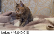 Кошка отдыхает на уютном одеяле в домашней обстановке в вечерние часы Cat relaxing on a cozy blanket in a home setting during the evening hours. Стоковое видео, видеограф Соболева Наталия / Фотобанк Лори